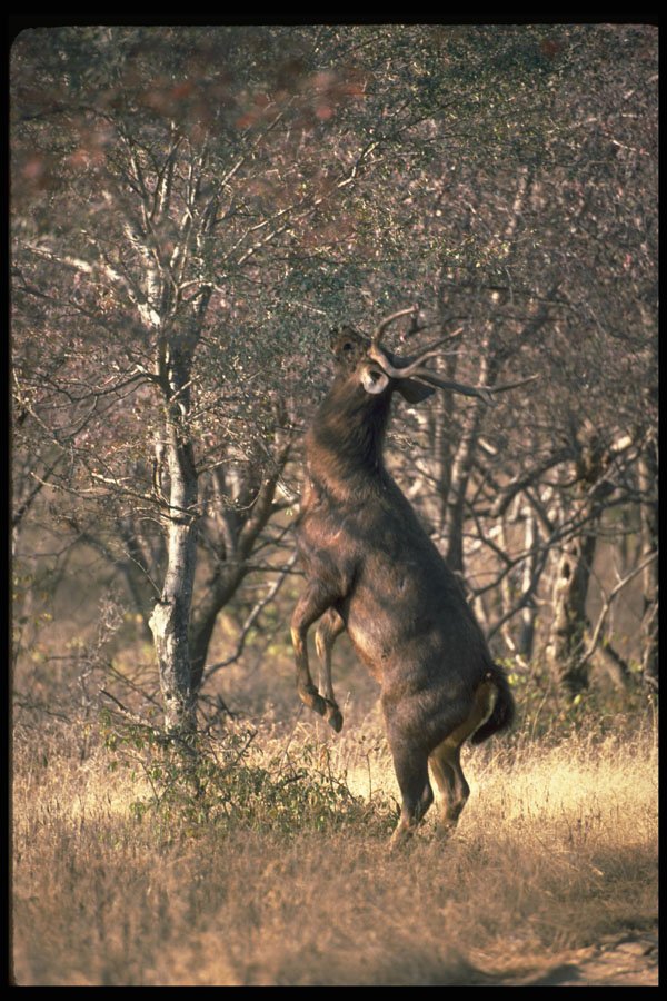 304015 Deer Standing To Browse A4 Photo Print