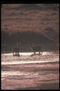 304016 Stags In Water A4 Photo Print