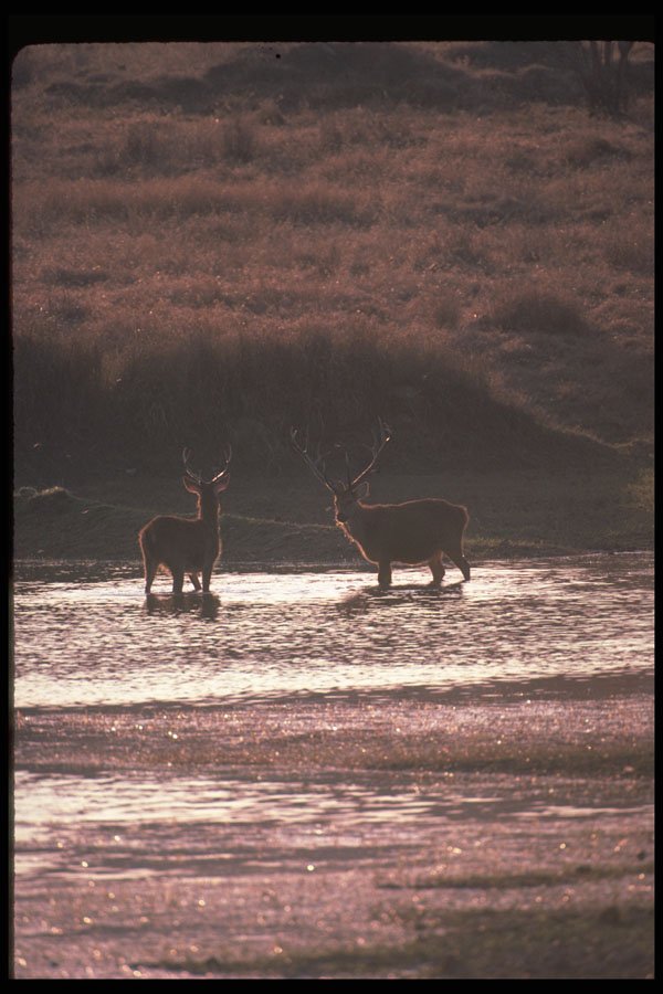 304016 Stags In Water A4 Photo Print