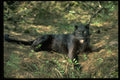304017 Leopard, Black Phase A4 Photo Print