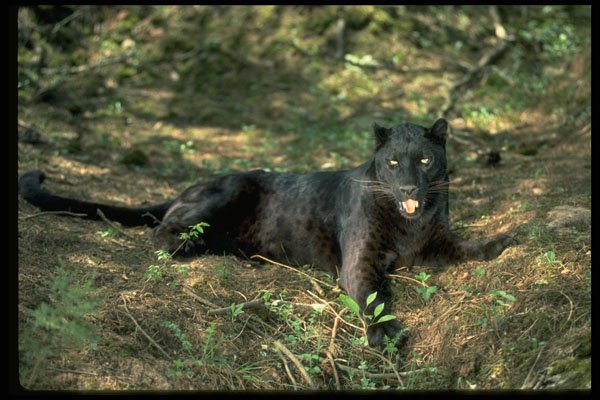 304017 Leopard, Black Phase A4 Photo Print