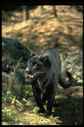 304018 Leopard, Black Phase A4 Photo Print