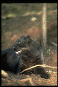 304019 Leopard, Black Phase A4 Photo Print