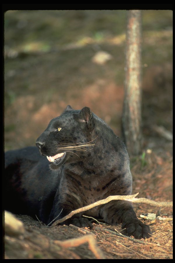 304019 Leopard, Black Phase A4 Photo Print