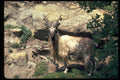 304020 Markhor A4 Photo Print