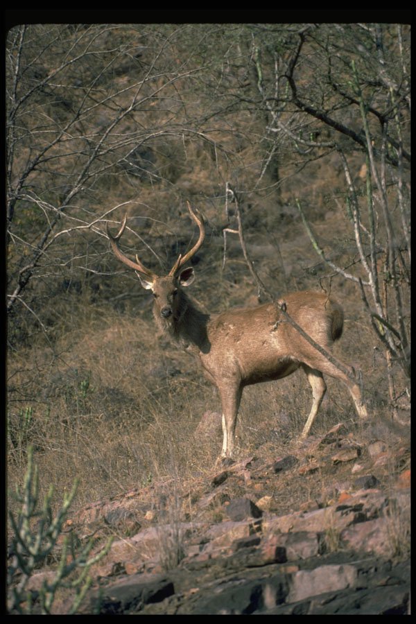 304021 Stag A4 Photo Print