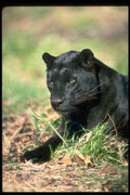 304022 Leopard, Black Phase A4 Photo Print