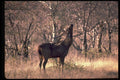 304023 Huge Stag Browsing A4 Photo Print