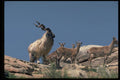 304024 Markhor A4 Photo Print