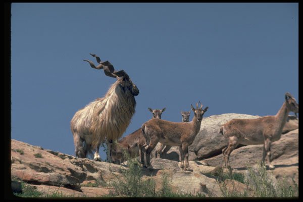 304024 Markhor A4 Photo Print