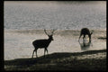 304025 Stags At Water A4 Photo Print