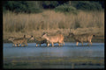 304026 Stag And Deer In Lake A4 Photo Print