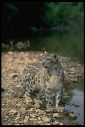 304027 Snow Leopard Beside River A4 Photo Print