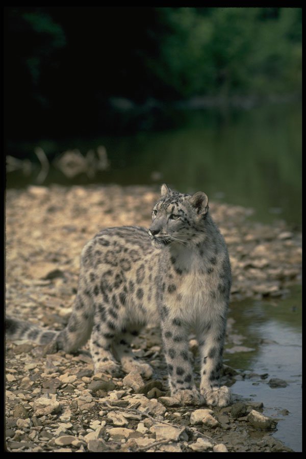 304027 Snow Leopard Beside River A4 Photo Print