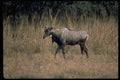 304028 Nilgai, Blue Bull A4 Photo Print