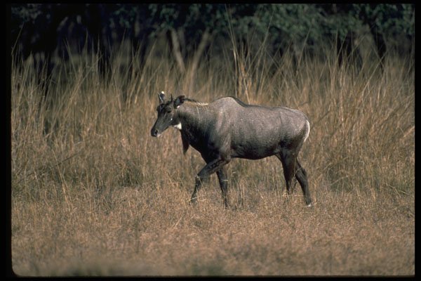 304028 Nilgai, Blue Bull A4 Photo Print