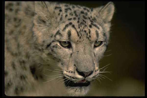 304029 Snow Leopard, Head Shot A4 Photo Print