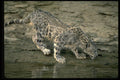304030 Snow Leopard, On Rockface A4 Photo Print
