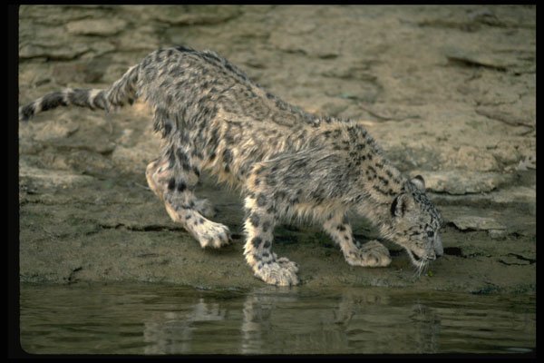 304030 Snow Leopard, On Rockface A4 Photo Print