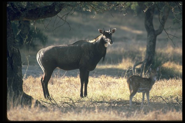 304031 Nilgai, Blue Bull A4 Photo Print
