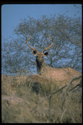 304032 Young Stag A4 Photo Print