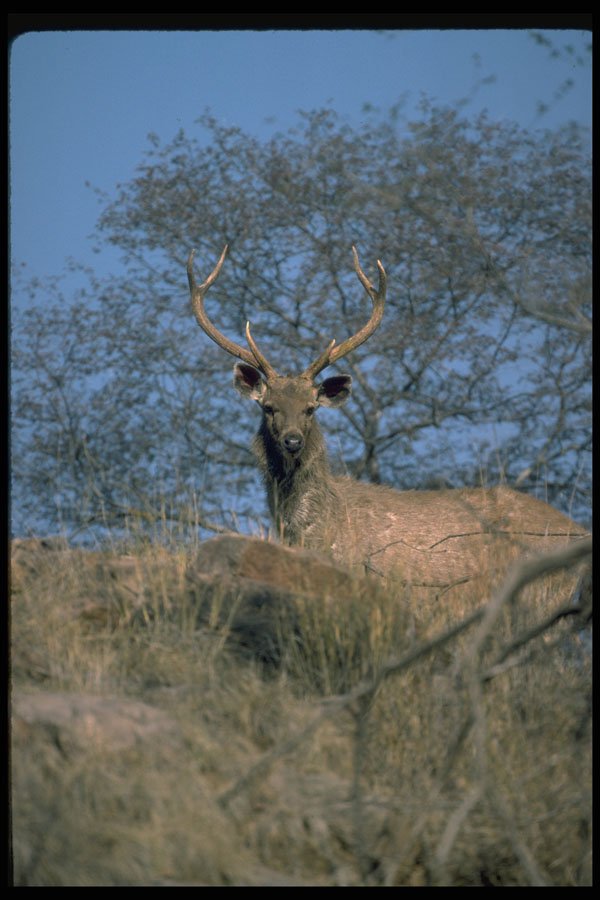 304032 Young Stag A4 Photo Print