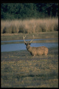 304033 Stag In Water A4 Photo Print
