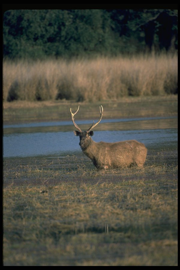 304033 Stag In Water A4 Photo Print