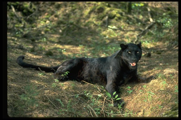 304034 Leopard, Black Phase A4 Photo Print