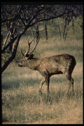 304036 Huge Stag A4 Photo Print