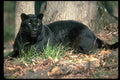 304037 Leopard, Black Phase A4 Photo Print