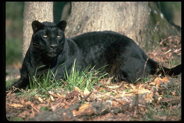 304037 Leopard, Black Phase A4 Photo Print