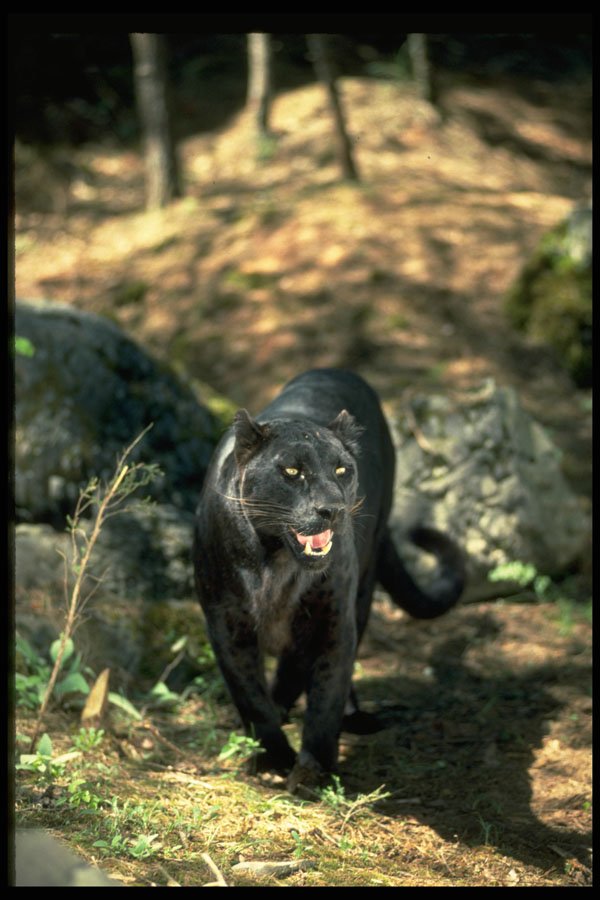 304038 Leopard, Black Phase A4 Photo Print