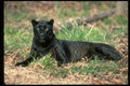 304039 Leopard, Black Phase A4 Photo Print