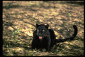 304040 Leopard, Black Phase A4 Photo Print