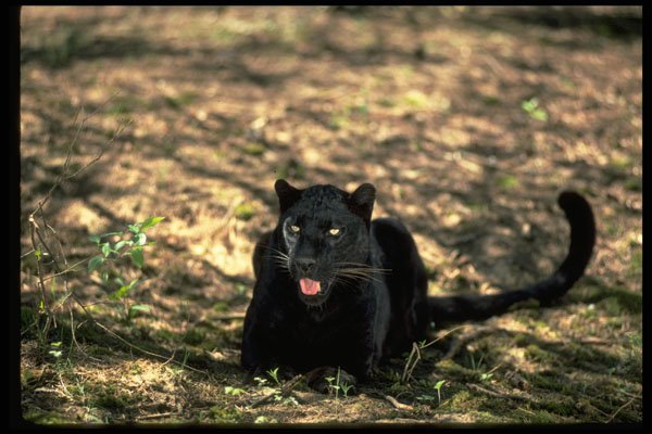 304040 Leopard, Black Phase A4 Photo Print