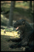 304041 Leopard, Black Phase A4 Photo Print