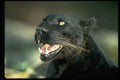 304042 Leopard, Black Phase A4 Photo Print