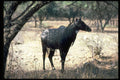 304043 Nilgai, Blue Bull A4 Photo Print