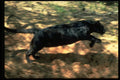 304044 Leopard, Black Phase A4 Photo Print