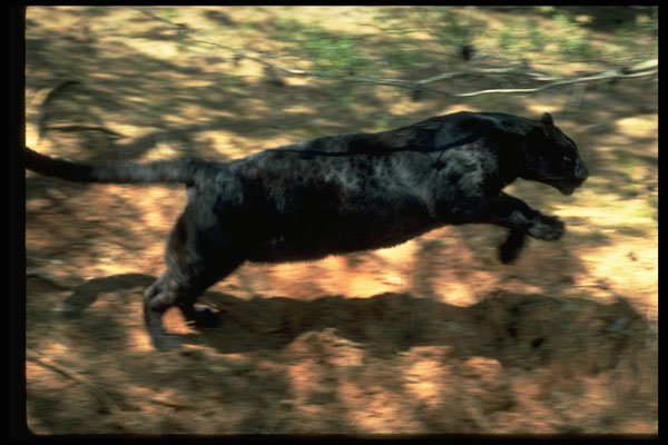 304044 Leopard, Black Phase A4 Photo Print