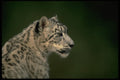 304045 Snow Leopard, Head Shot A4 Photo Print