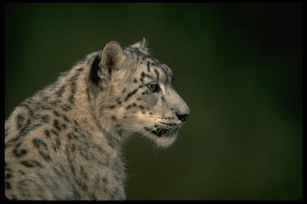 304045 Snow Leopard, Head Shot A4 Photo Print