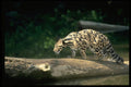 304046 Clouded Leopard A4 Photo Print