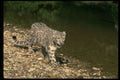 304047 Snow Leopard Beside River A4 Photo Print