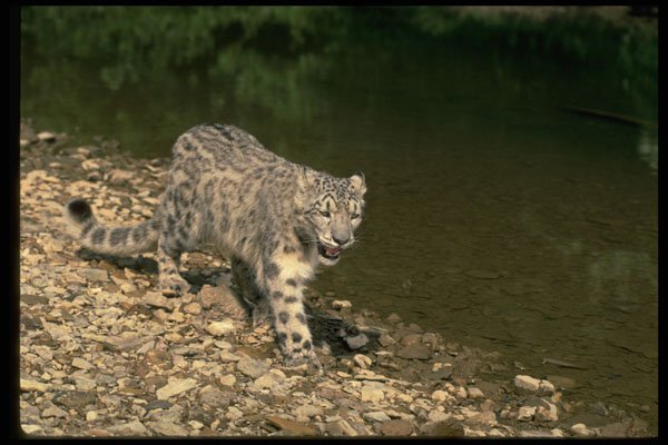 304047 Snow Leopard Beside River A4 Photo Print
