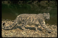 304048 Snow Leopard Beside River A4 Photo Print