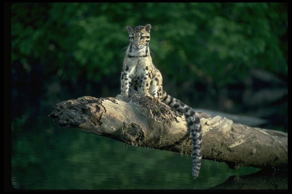 304049 Clouded Leopard Sitting On Log Over River A4 Photo Print