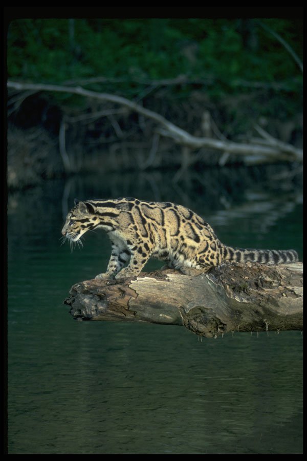 304050 Clouded Leopard A4 Photo Print