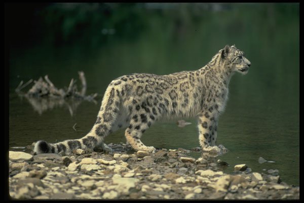 304051 Snow Leopard Beside River A4 Photo Print